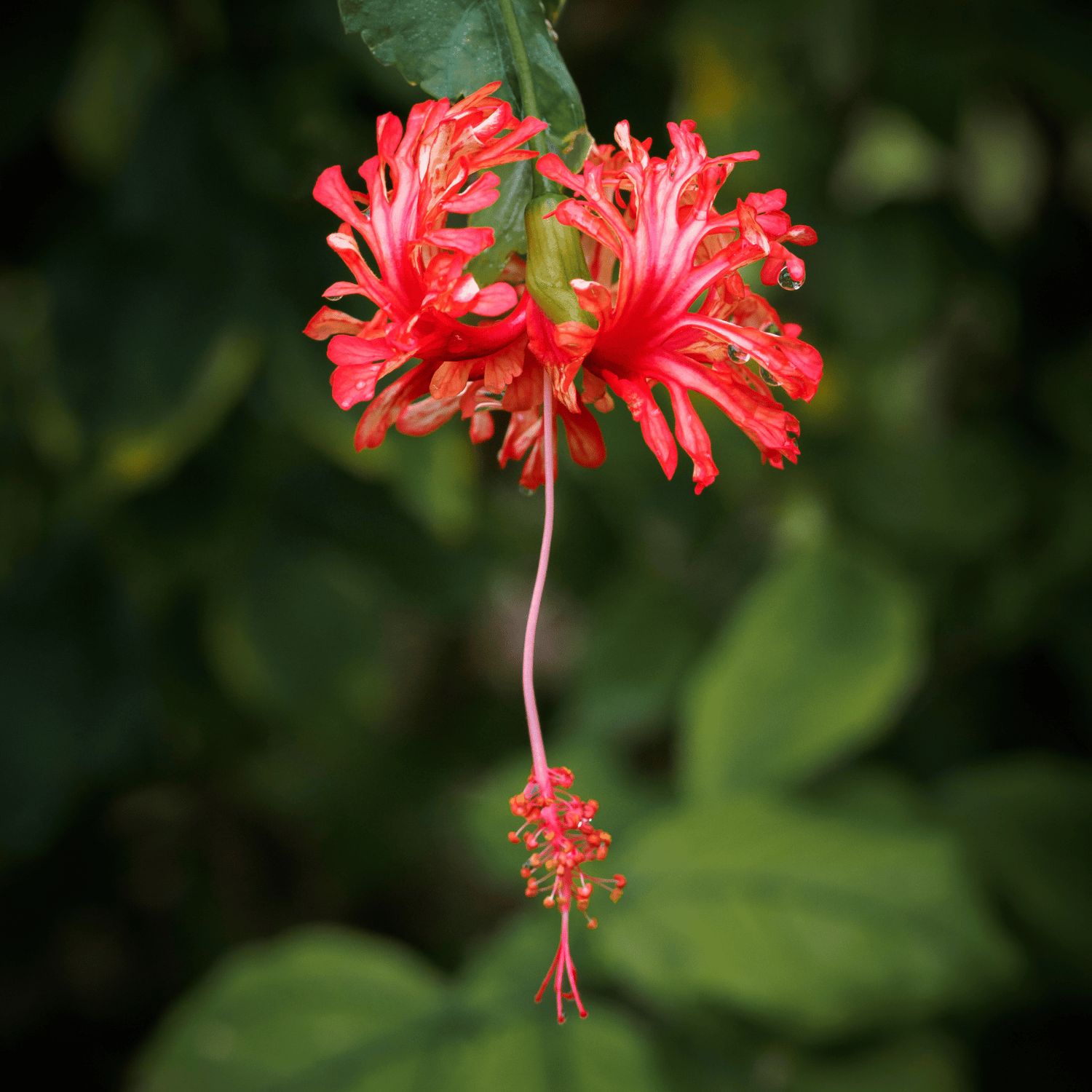 Spider Hibiscus Flower Plant