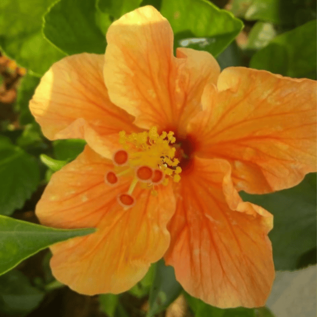 Hybrid Pune Variety Hibiscus Flower Plant
