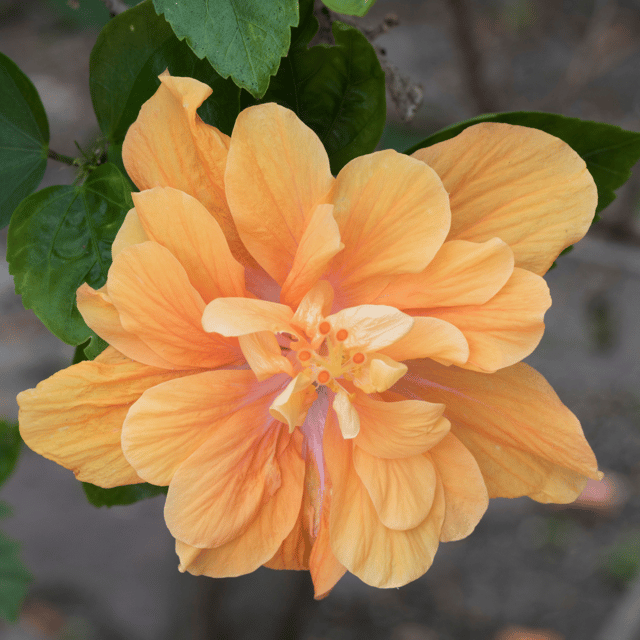 Hybrid Pune Variety Double Petal Hibiscus Flower Plant