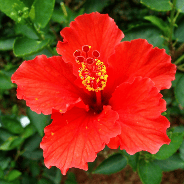 Hybrid Pune Variety Hibiscus Flower Plant