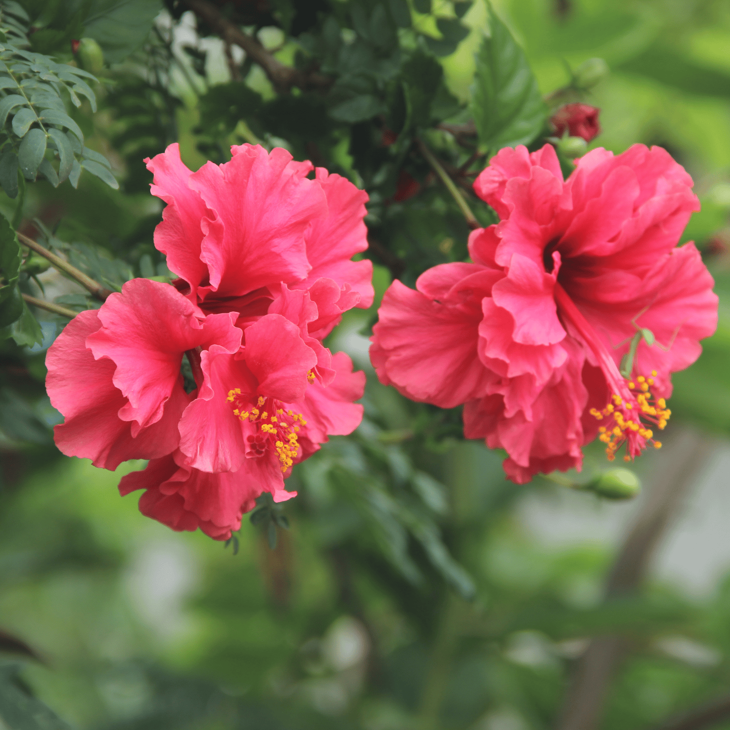 Double Petal Indian Hibiscus Flower Plant (Red)