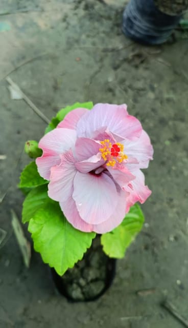 Pune Variety Hibiscus Flower Plant