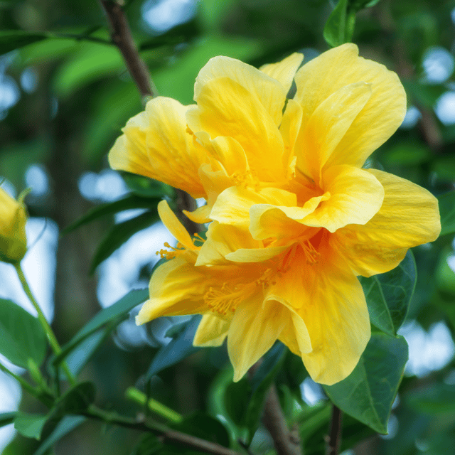Double Petal Hibiscus Flower Plant (Yellow)