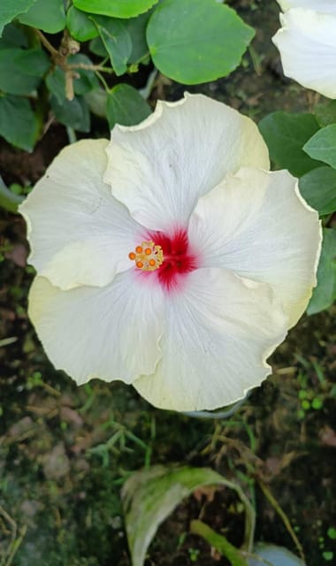 Hybrid Australian Hibiscus Flower Plant