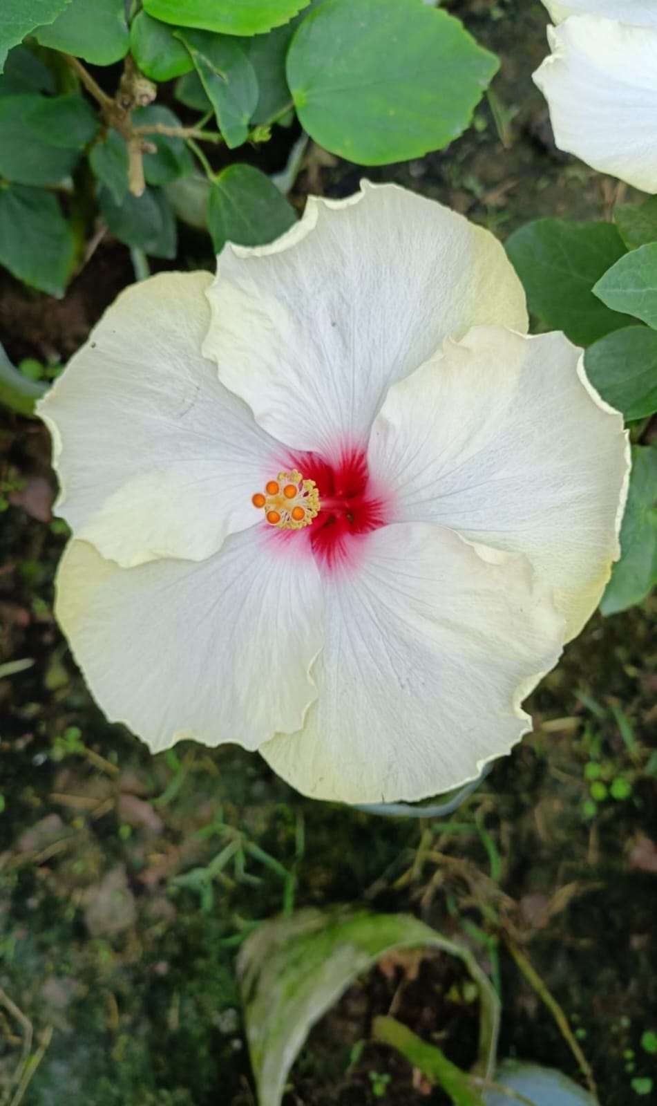 Hybrid Australian Hibiscus Flower Plant