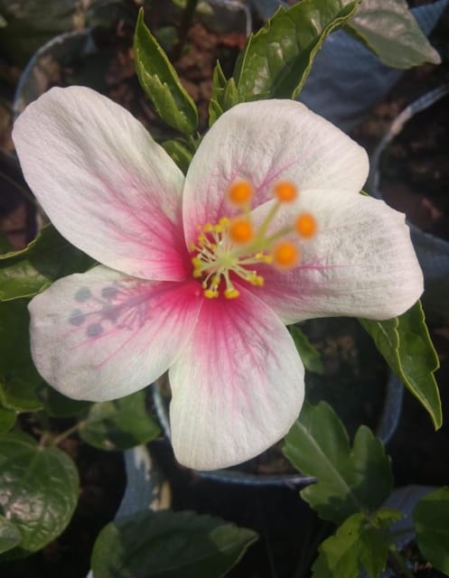 Hybrid Pune Hibiscus Flower Plant(Any colour)