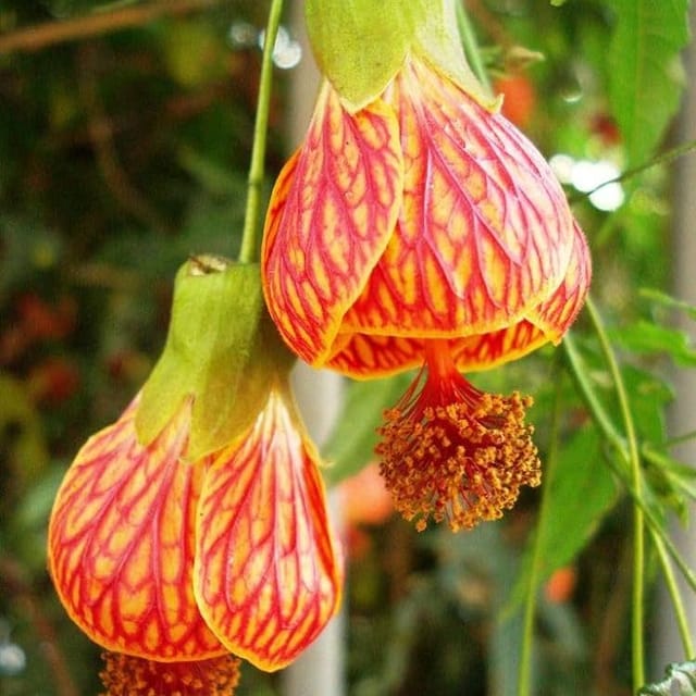 Lantern/Lanthan Hibiscus Flower Plant