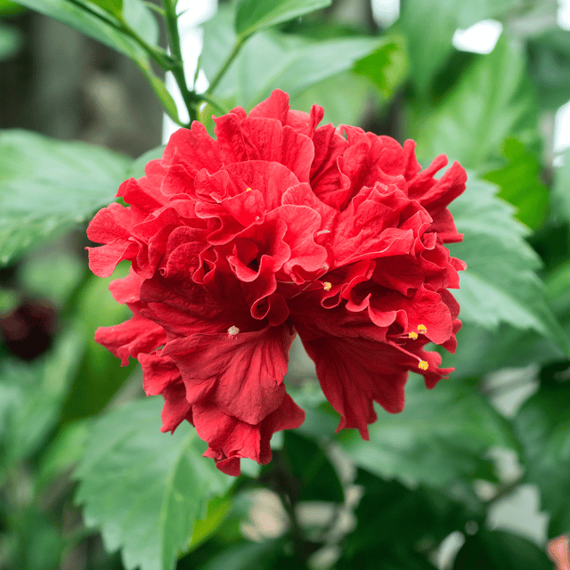 Double Petal Hibiscus Flower Plant (Red)