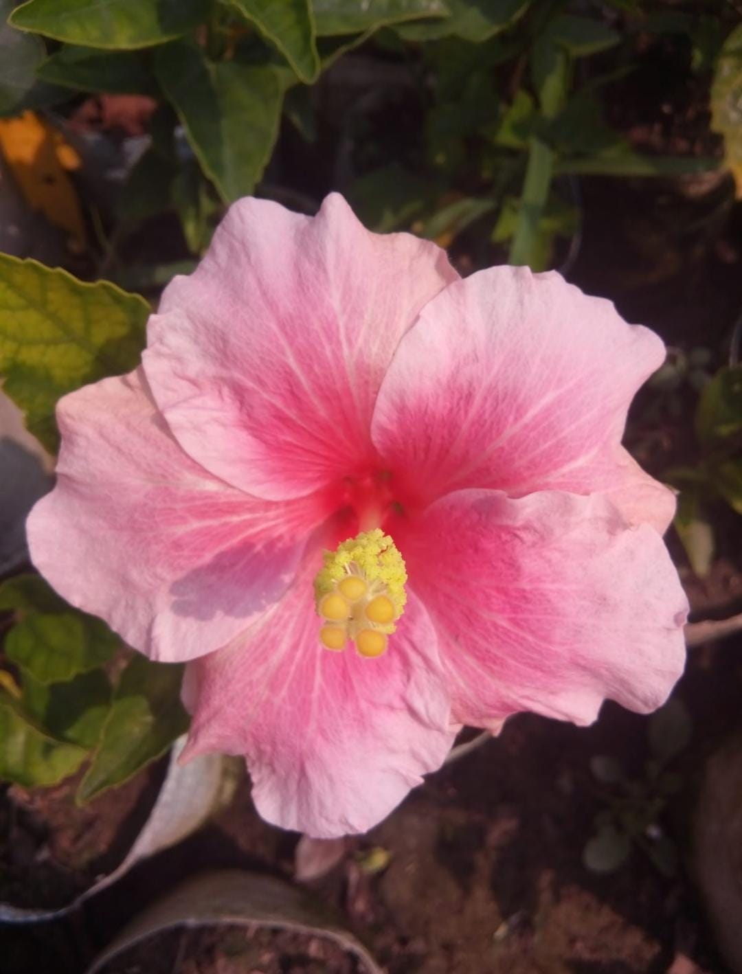 Hybrid Pune Hibiscus Flower Plant