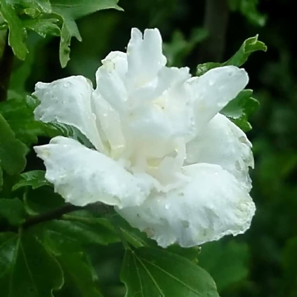 Double Petal Hibiscus Flower Plant (White)