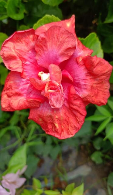 American Hibiscus Flower Plant