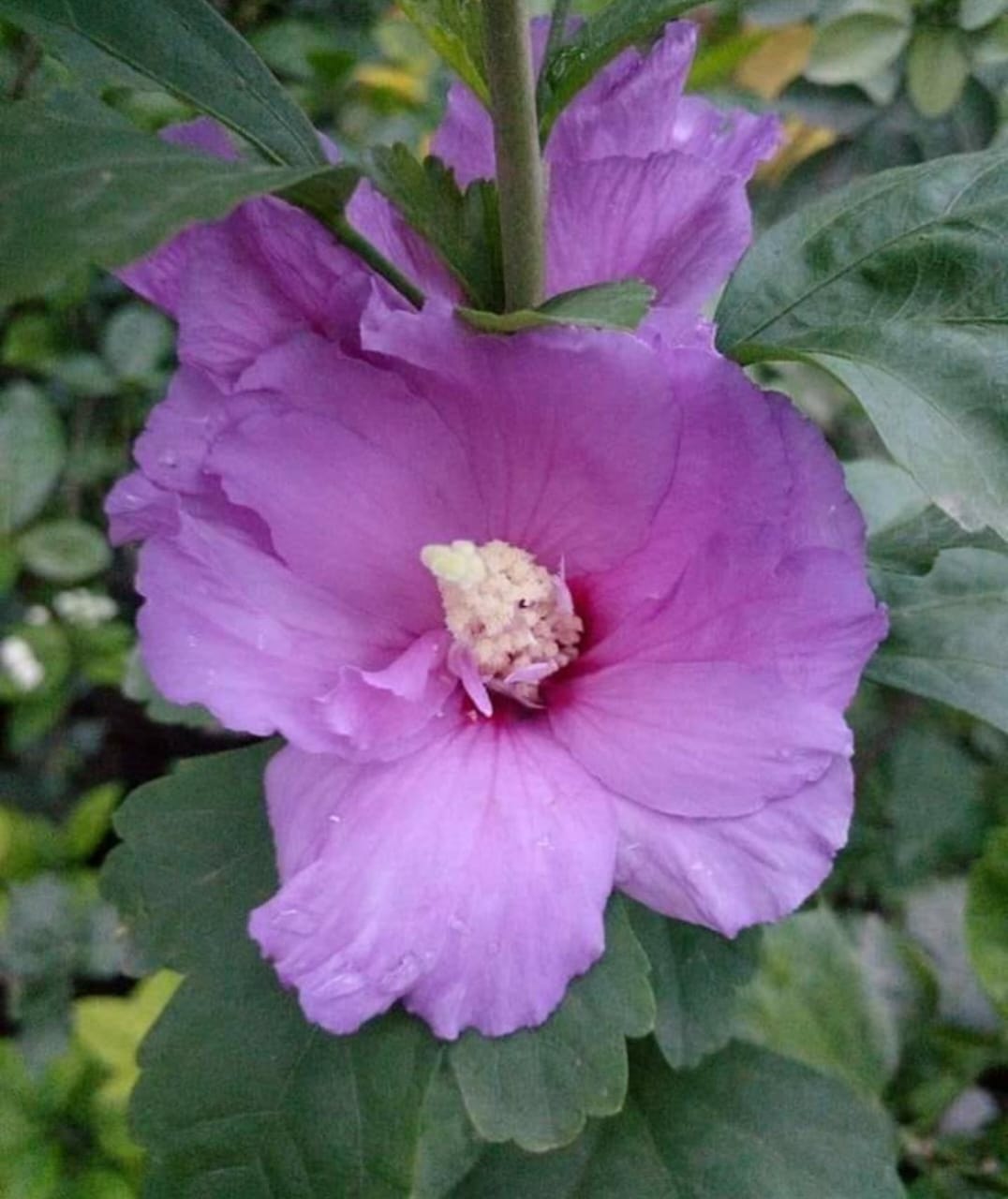 Rare Purple Hibiscus Flower Plant