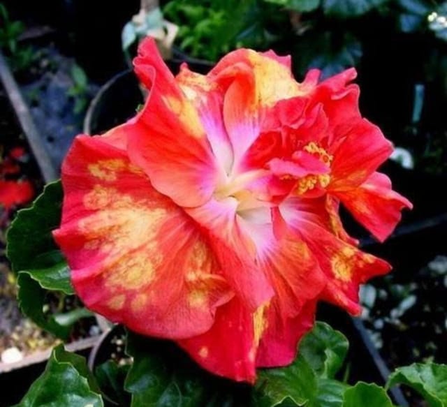American Hibiscus Flower Plant(any colour)