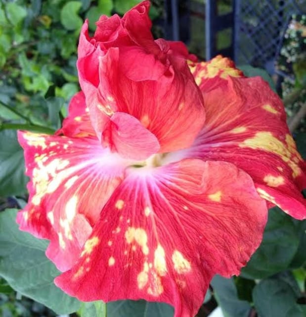 Hybrid American Hibiscus Flower Plant(any colour)
