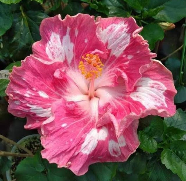 Hybrid American Hibiscus Flower Plant(Any colour)