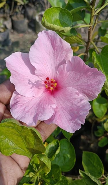 Hybrid Pune Hibiscus Flower Plant