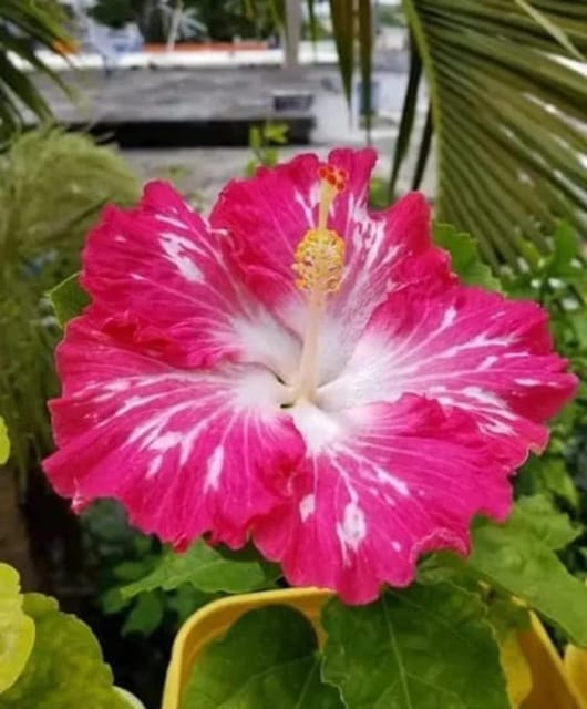 Hybrid American Hibiscus Flower Plant(Any colour)