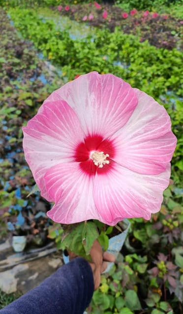 Hybrid Luna Hibiscus Flower Plant