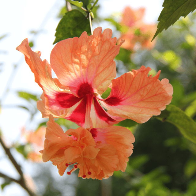 Orange Double Flowering / Jhumka Hibiscus Flower Plant