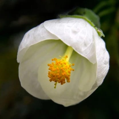 Lantern/Lanthan Hibiscus Flower Plant(White)