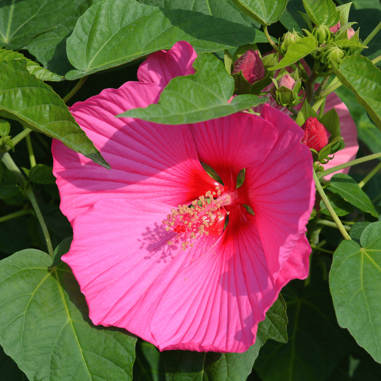 Luna Hibiscus Flower Plant(Pink)