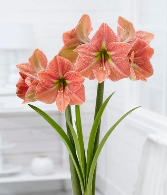 Amaryllis Flower Bulbs pack of 1