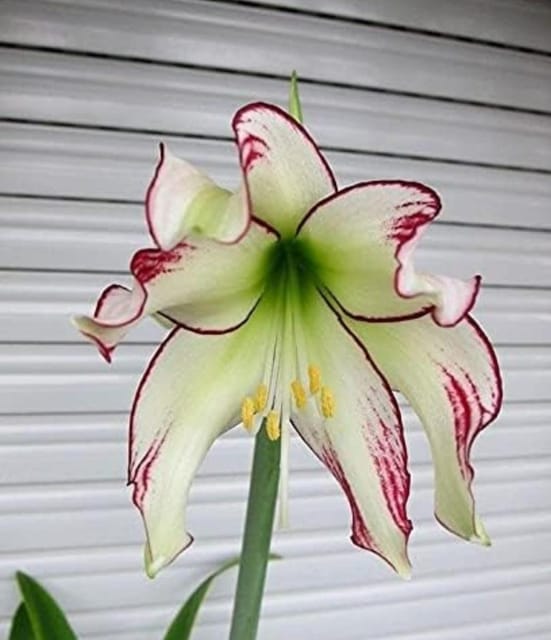 Amaryllis Flower Bulbs(Mix Colour) pack of 1