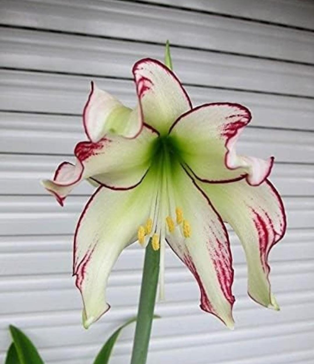 Amaryllis Flower Bulbs (Mix Colour) Pack of 1