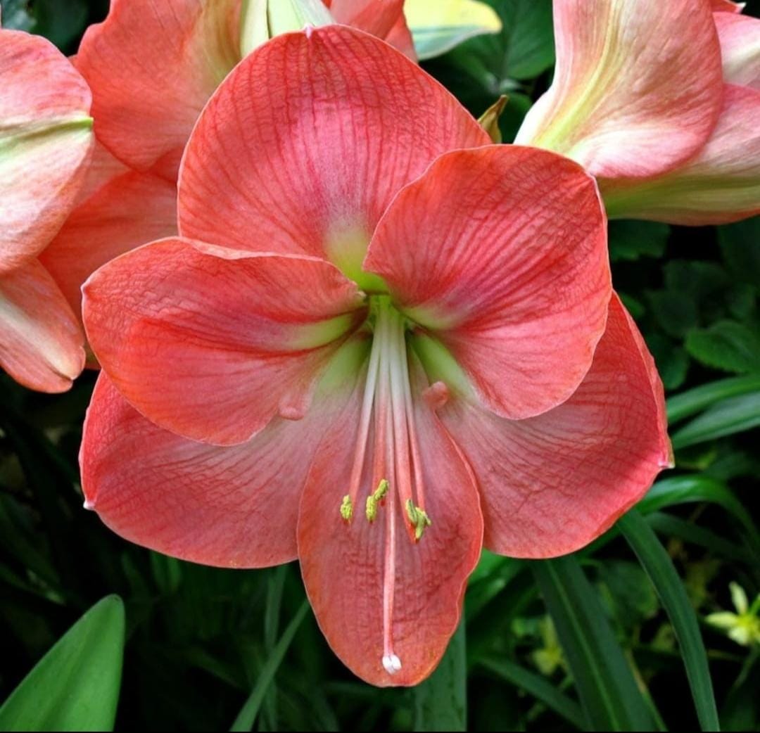 Amaryllis Flower Bulbs