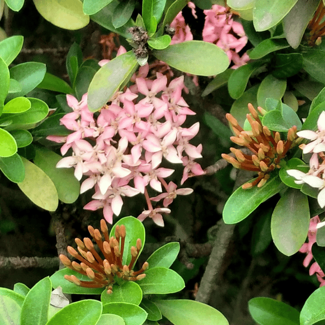 Rangan Flower Plant(Pink)