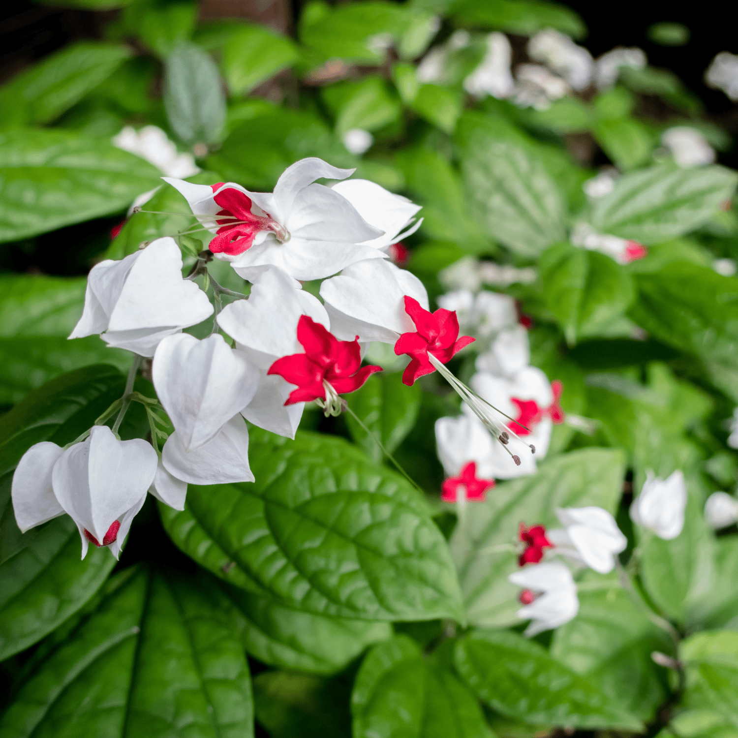 Bleeding Heart Flower Plant