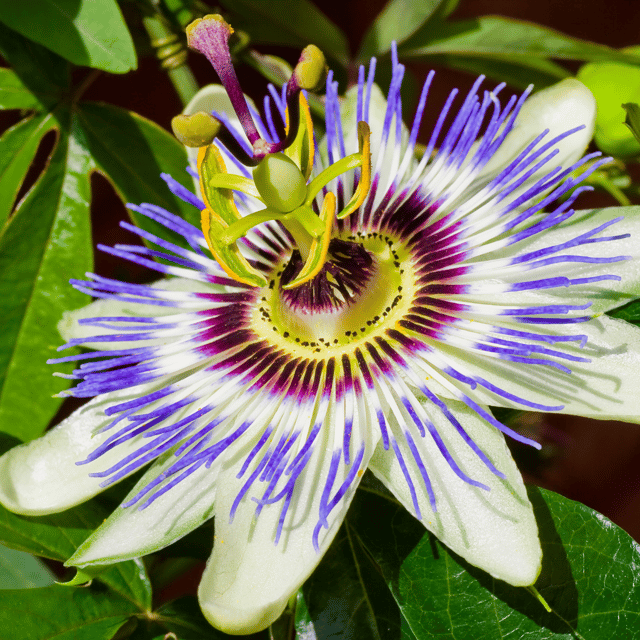 Rakhi Bell Flower / Blue Passion Fower Live Plant (Passiflora caerulea)
