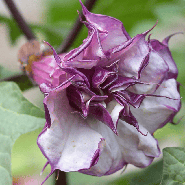 Dhatura /Datura Metel Purple Queen Double Petal Flower Plant