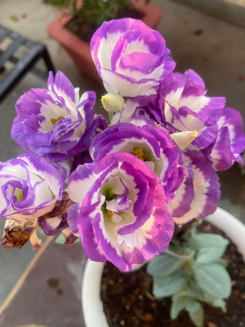 Nandini Flower Plant(Mix Colour)