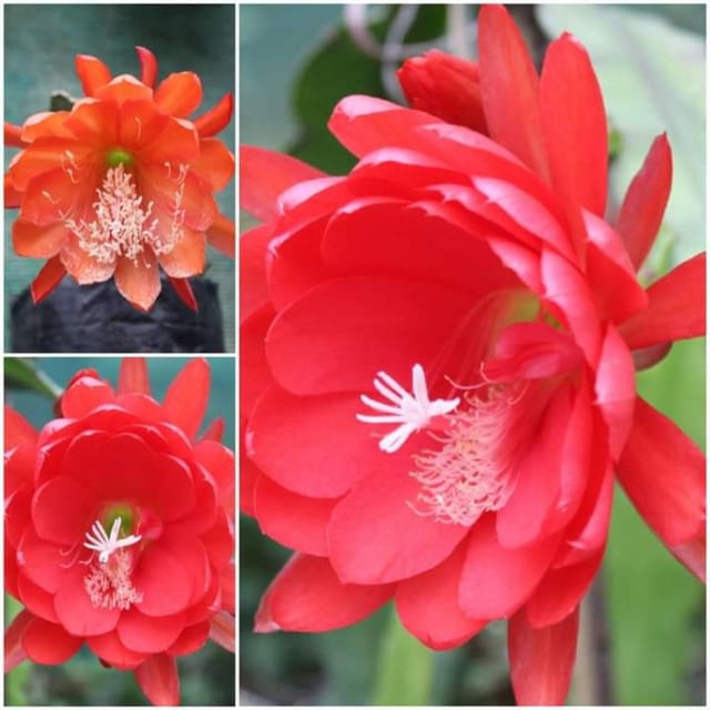 Brahama Kamal Flower Plant
