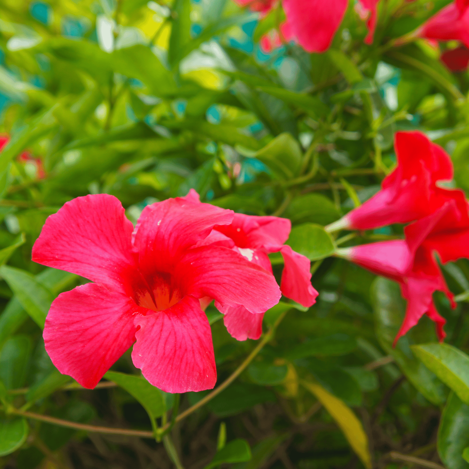 Red Allamanda Flower Plant