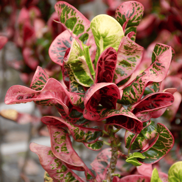 Croton Apple Codiaeum Variegatum Plant