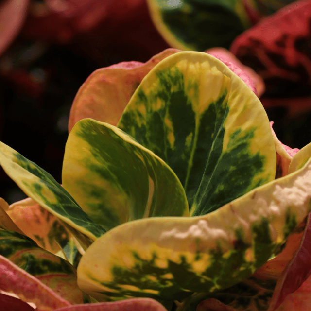 Croton Apple Leaf Plant (Codiaeum variegatum)