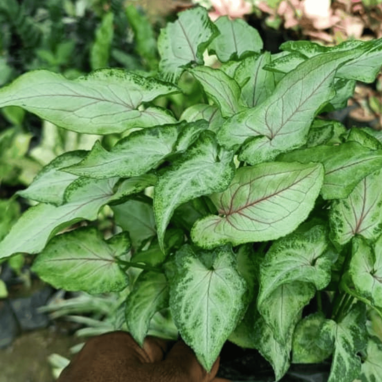 Syngonium Berry Allusion Live Plant