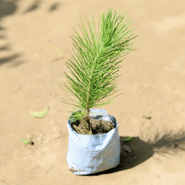 Pinus / Pine Live Plant