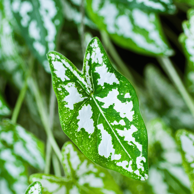 Dwarf Caladium Live Plant