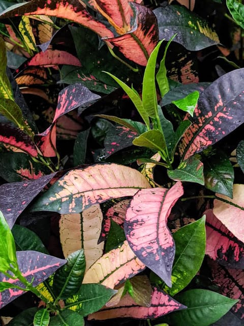 Iceton Croton Live Plant (Codiaeum Variegatum)