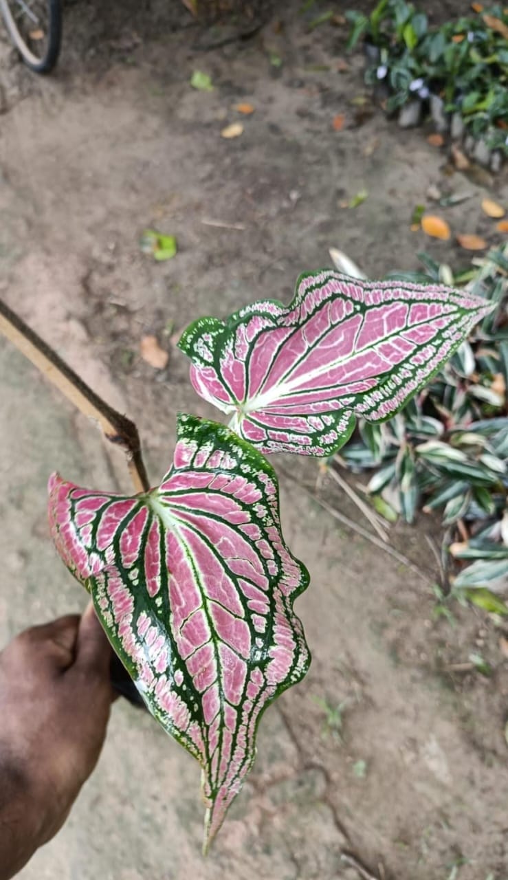 Caladium Humboldti Live Plant