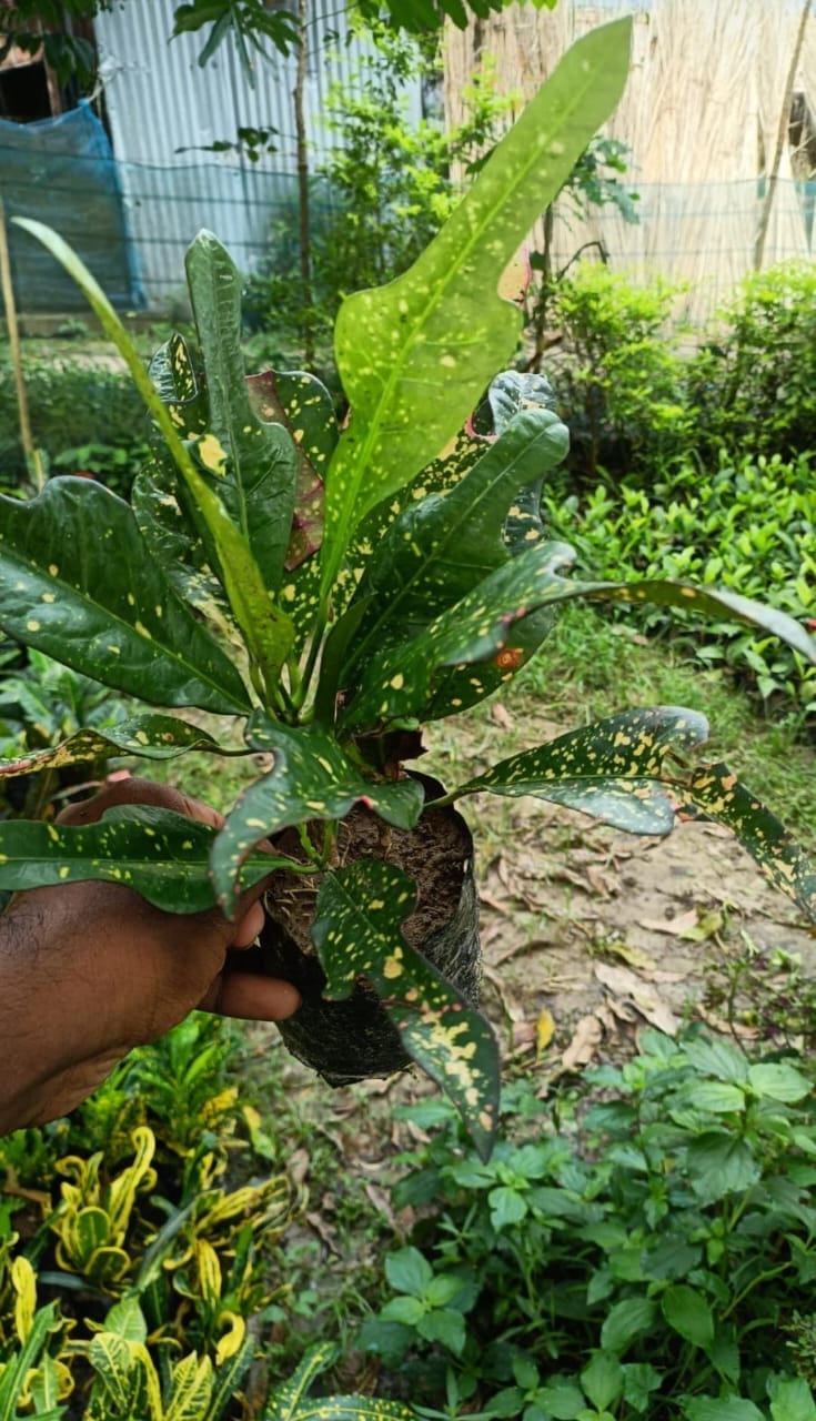 Trishool Croton Live Plant (Codiaeum Variegatum)