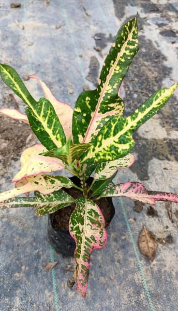 Variegated Trishool Croton Live Plant (Codiaeum Variegatum)