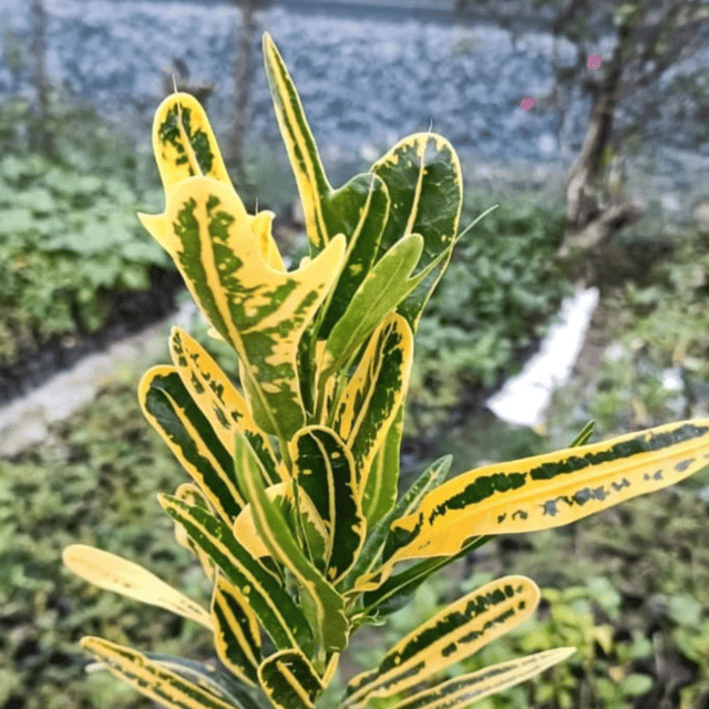 Banana Croton Live Plant (Codiaeum Variegatum)