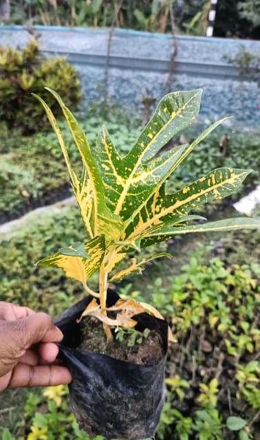 Polka Dot Trishool Croton Live Plant (Codiaeum Variegatum)