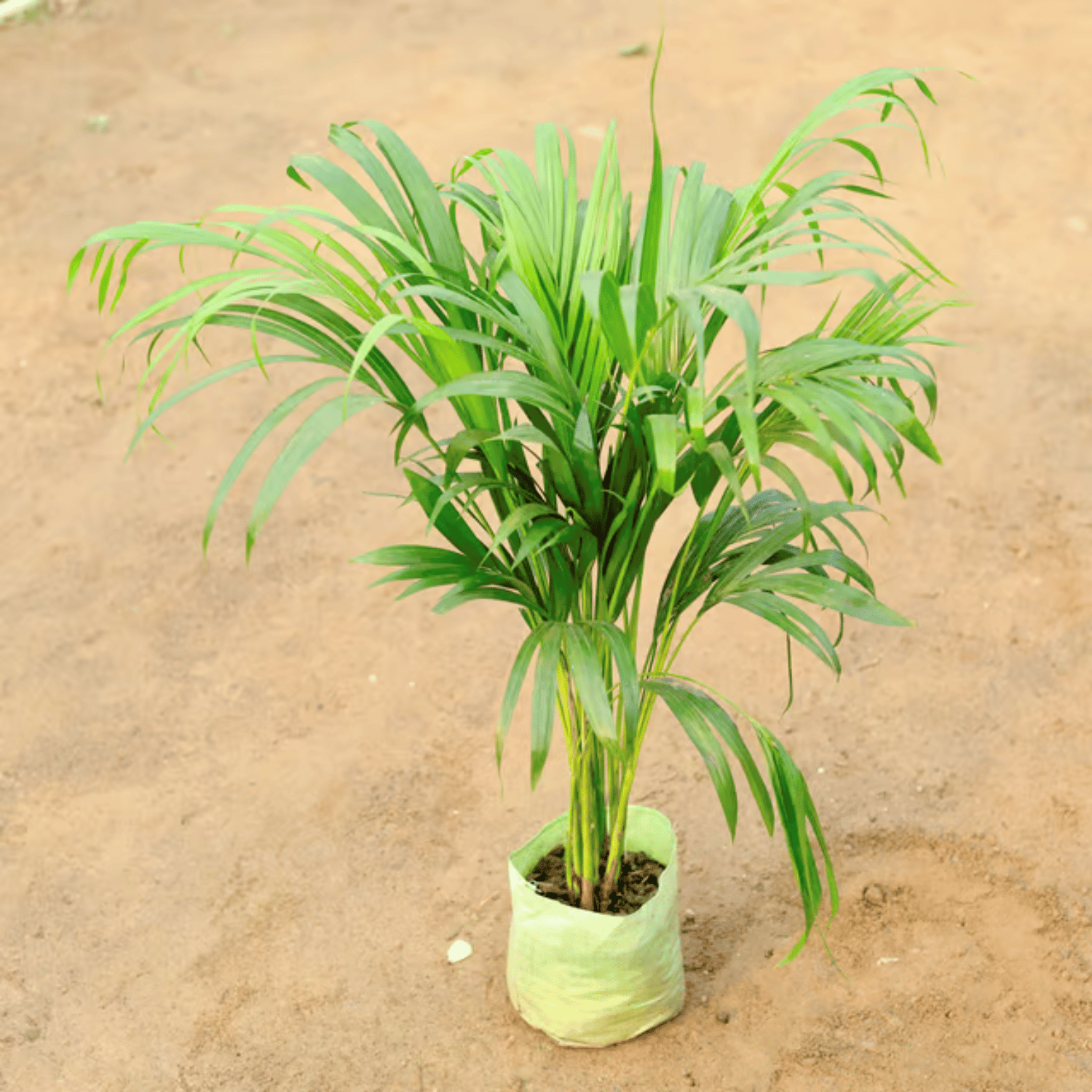 Areca Palm Live Plant