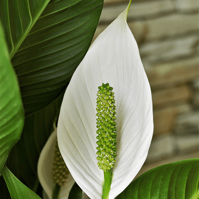 Peace Lily / Spathiphyllum Kochii Flower Plant