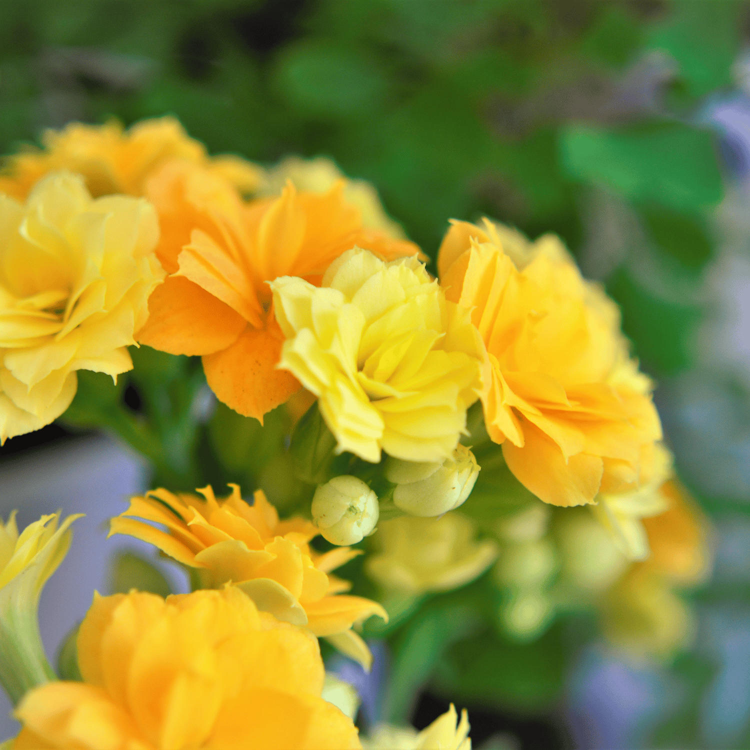 Widow's-thrill / Kalanchoe Flower Plant(Yellow)